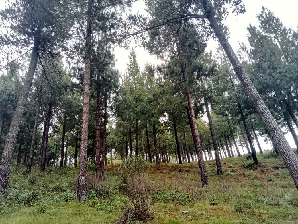 Plantación forestal de pinos